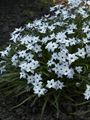 Ipheion uniflorum Wisley Blue Ifejon jednokwiatowy